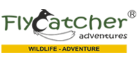Flycatcher Adventures Logo